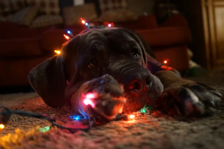 dog on carpet in decorated christmas lights looking on