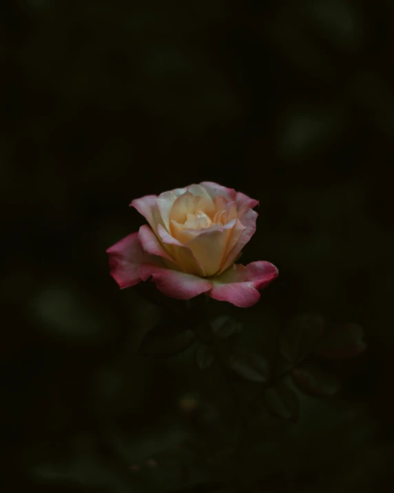 a pink and white rose sitting on top of some leaves