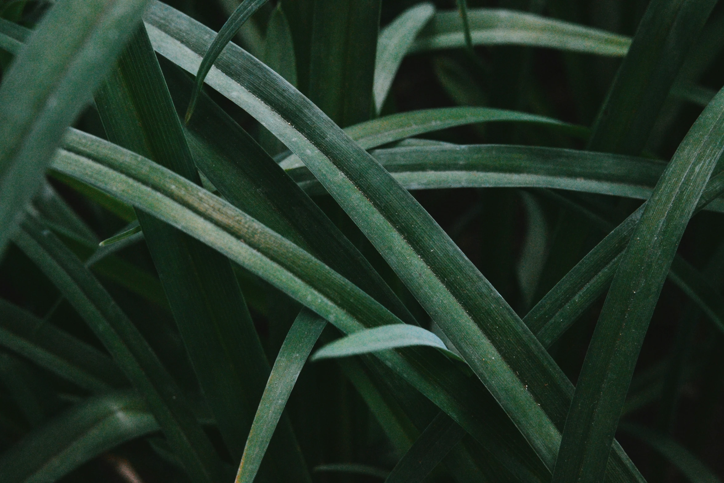 a close up view of green grass leaves