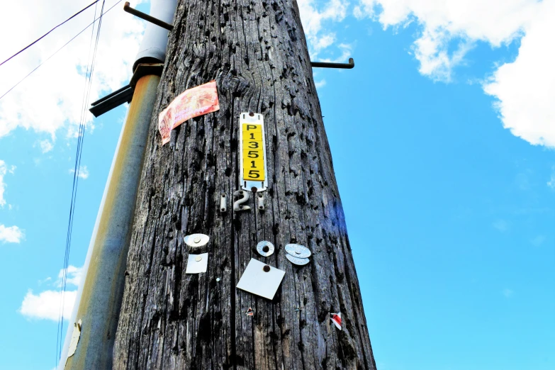 there is many ons on the tree in front of some power lines