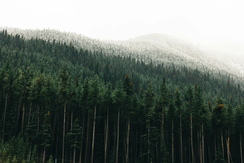 many trees stand in a forest with fog