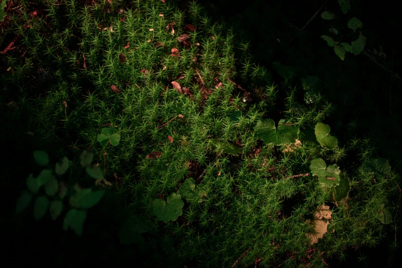 green grass and leafs glow at night, on a dark background