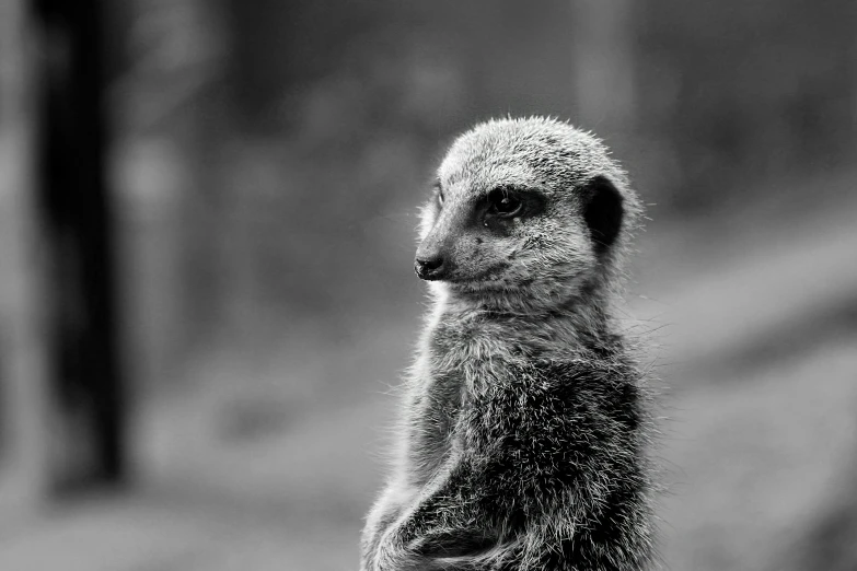 a close up of a small animal on the ground