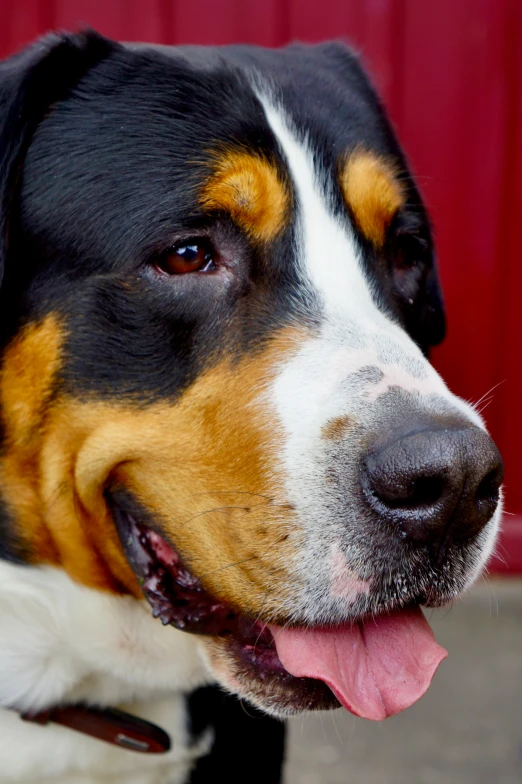 a black and white dog smiling by a red door