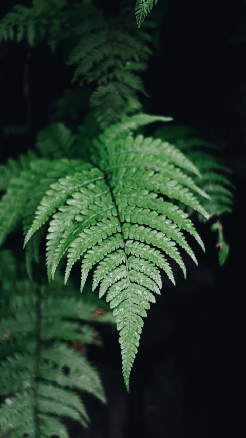 fern leaves are growing in the forest