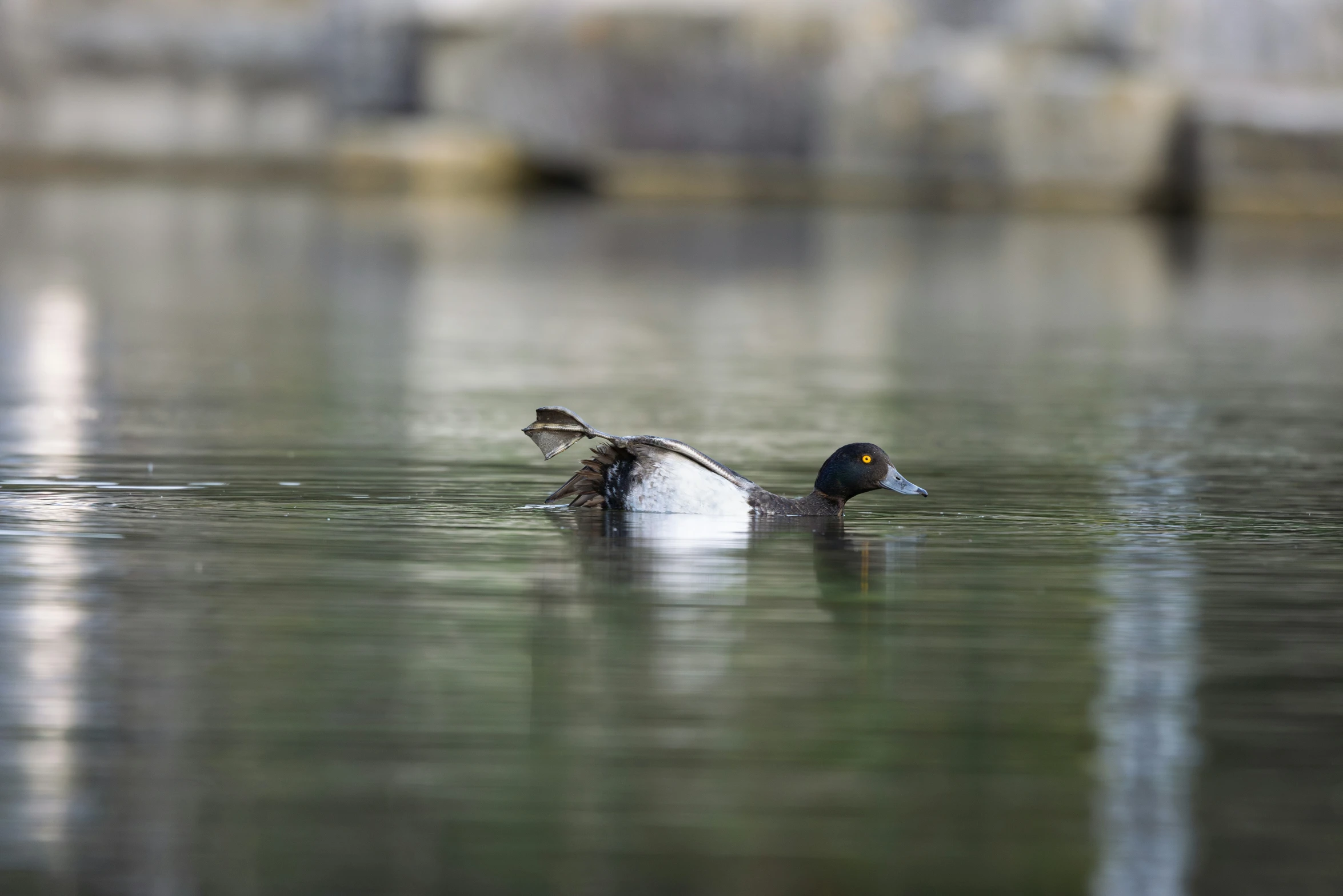 a bird in a body of water with water around it