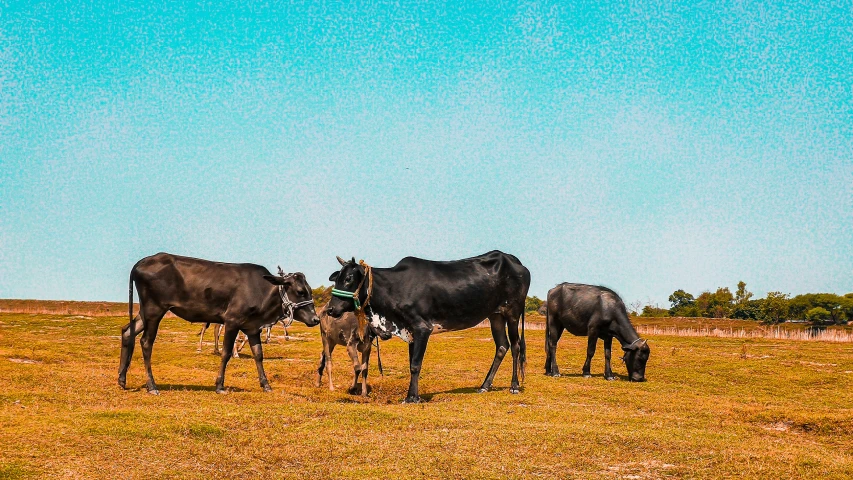 a bunch of cows are eating in the field