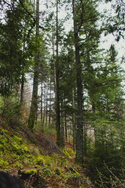 this is a road in the woods with a person riding