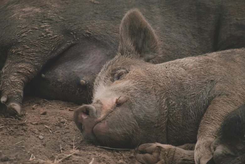 two pigs with very small patches lying in a dirt field