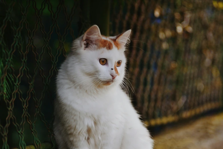 a white and orange cat is sitting next to the fence