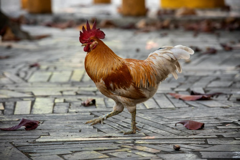 a rooster is looking ahead while standing in the middle of a street