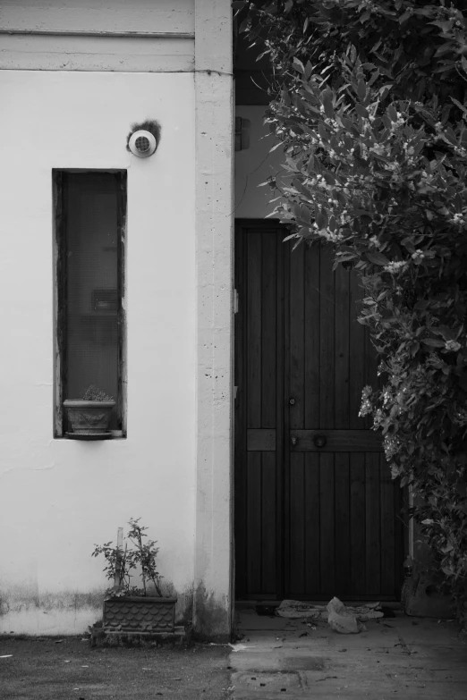 a cat looking out a window of an old building