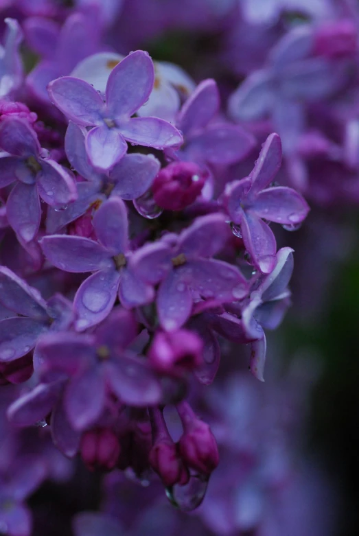 the top of a cluster of flowers is very close up