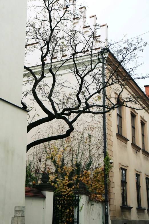 there is a large tree in the city