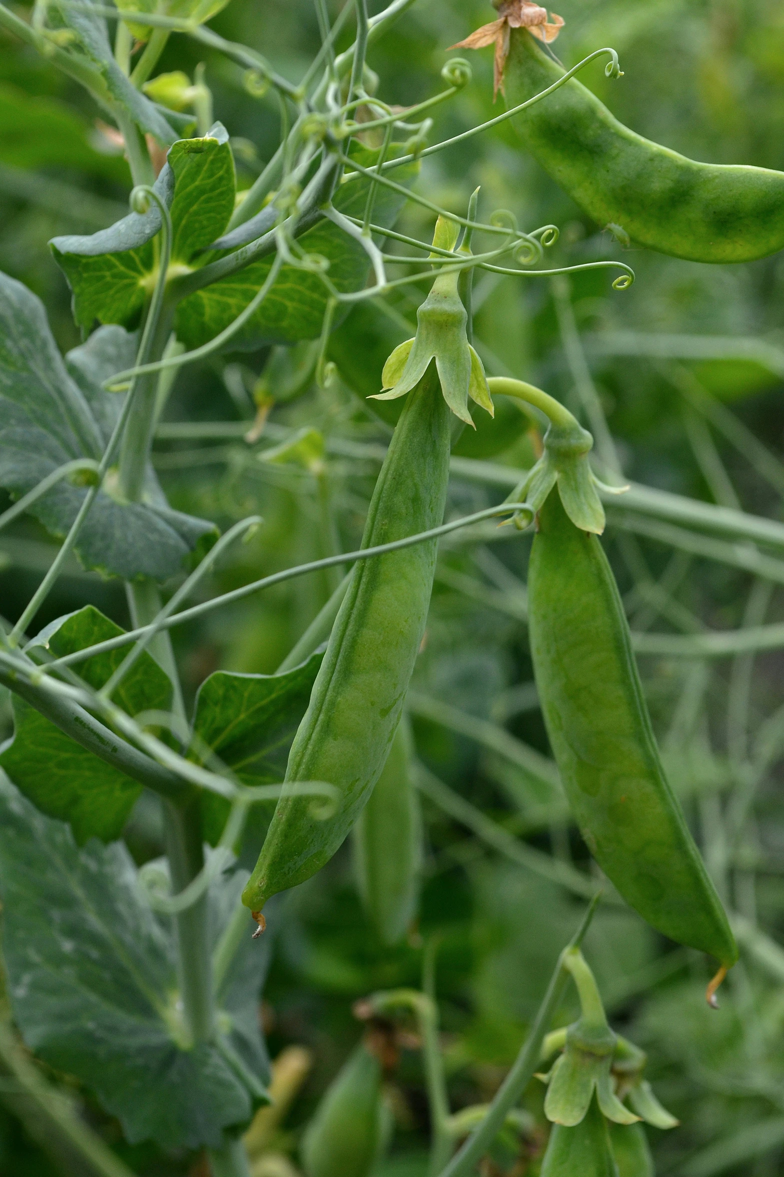 peas are growing together on the vine