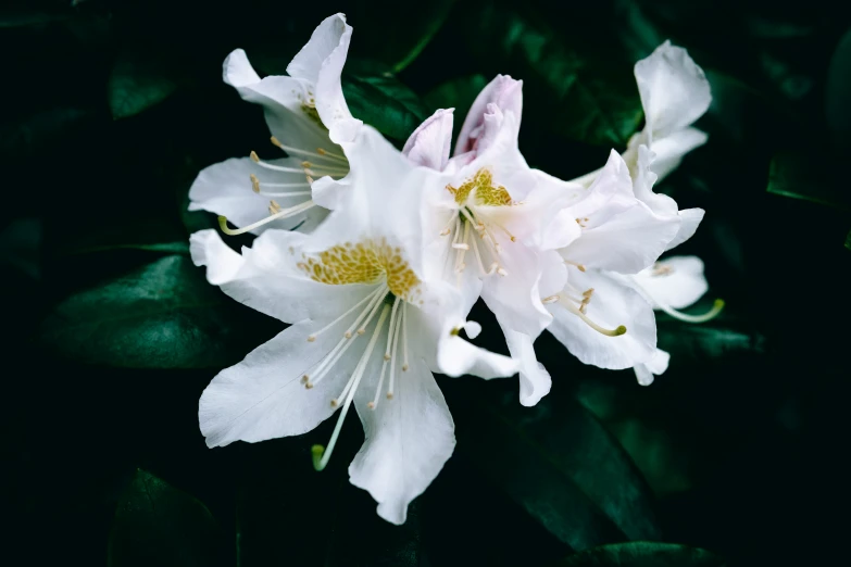 a close up of a white flower on a bush