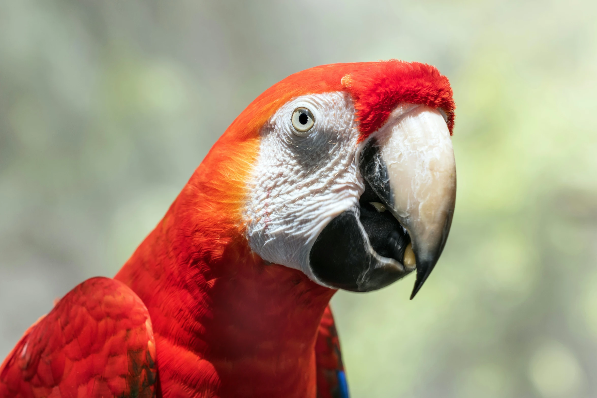 a large bird with red and yellow feathers