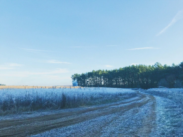 a dirt road with tall grass and a small tree line