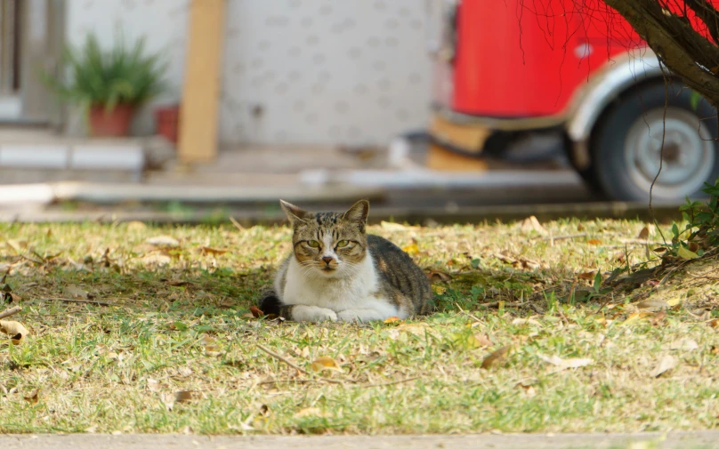 a cat sitting in the grass under a tree