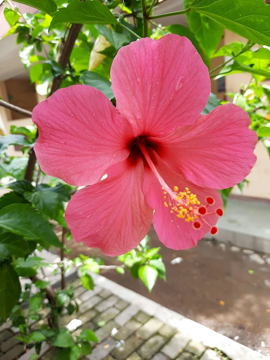 the blooming hieroa blooms on a tree in a garden