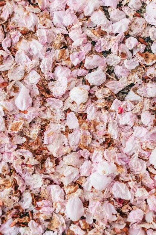 the petals are all over the surface of the ground
