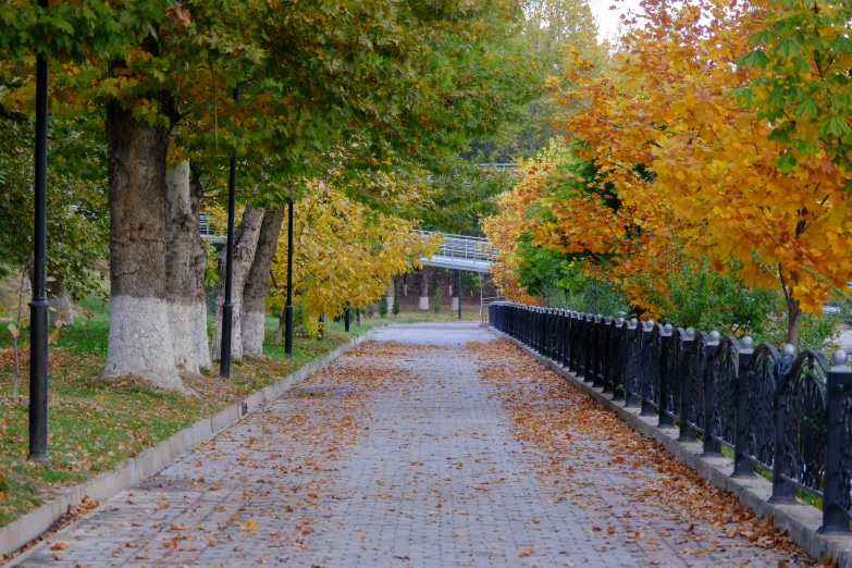 trees with orange leaves line the sides of a cobble stone road