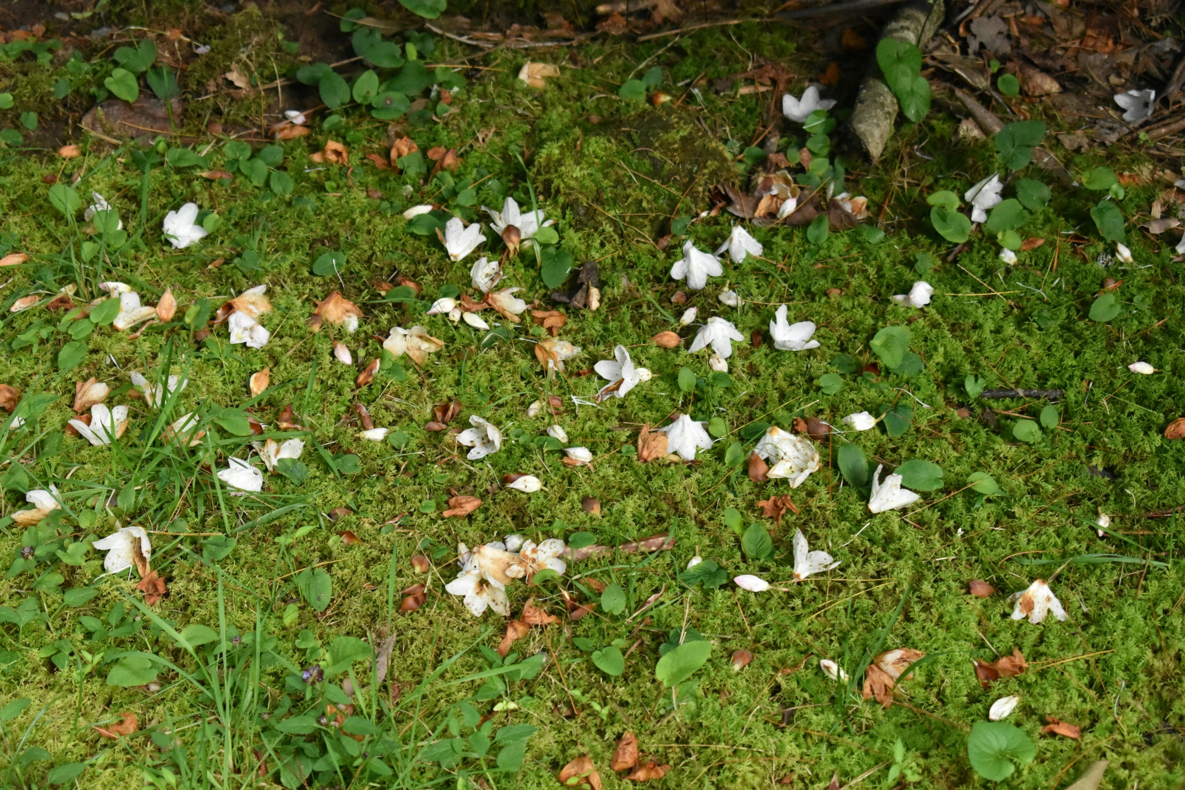 this is an image of the grass covered in flower