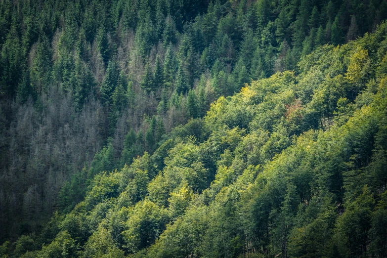 a green mountain covered in lots of trees