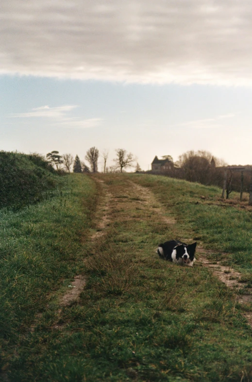 dog laying on grassy hillside near road in rural area