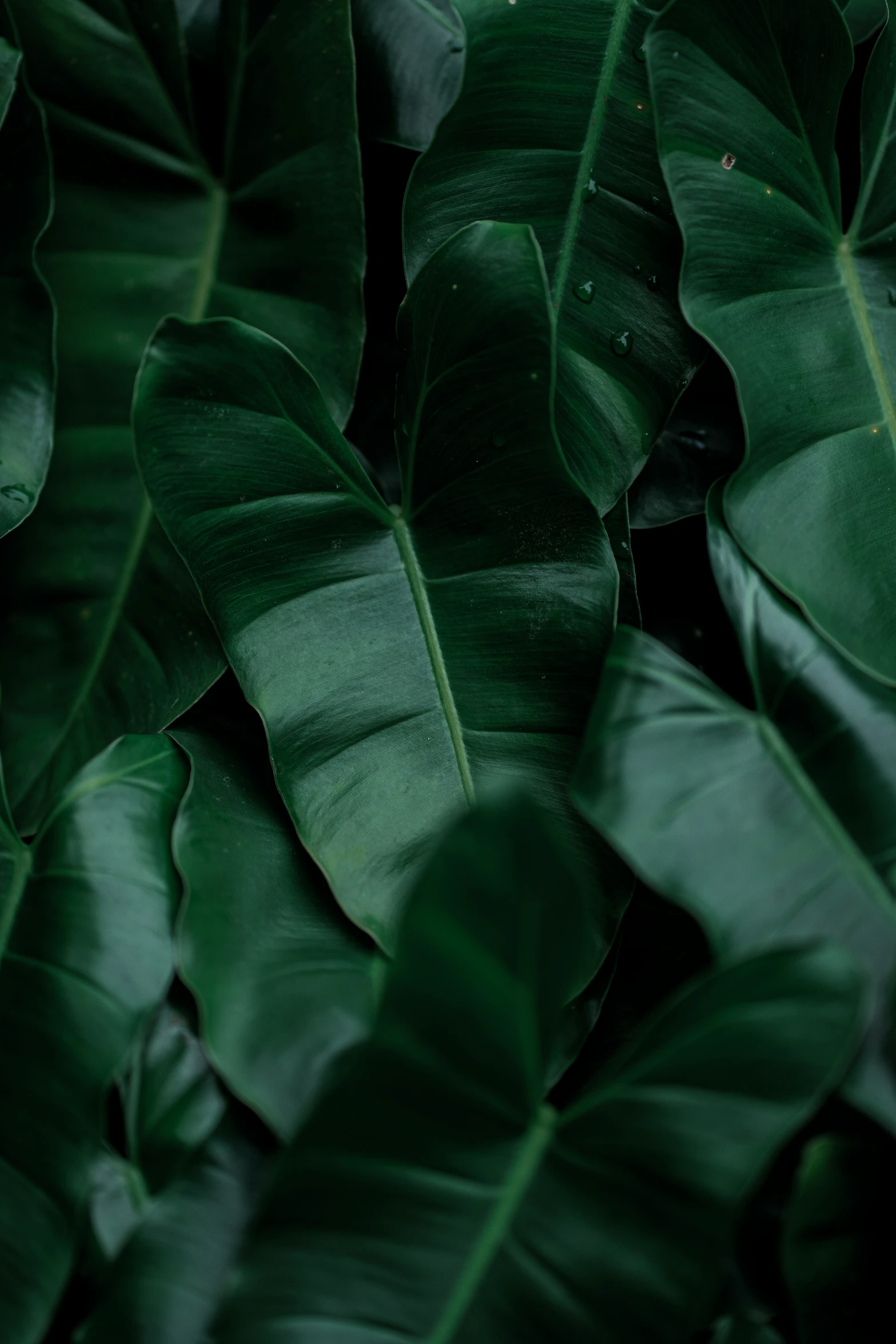 close up of a plant with green leaves