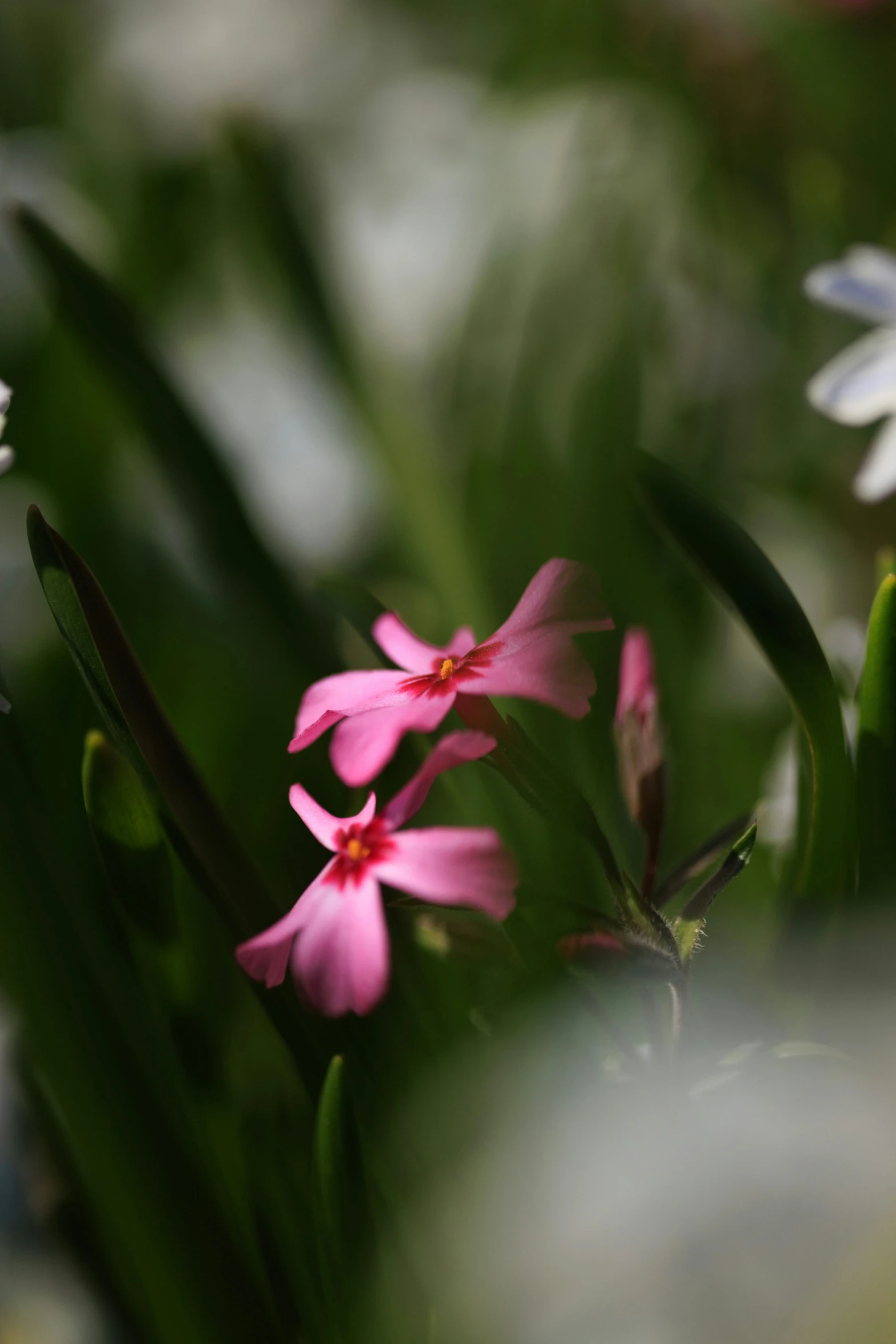 a few pink and white flowers that are in a garden