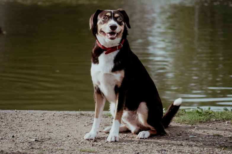 a dog is sitting by some water wearing a red collar