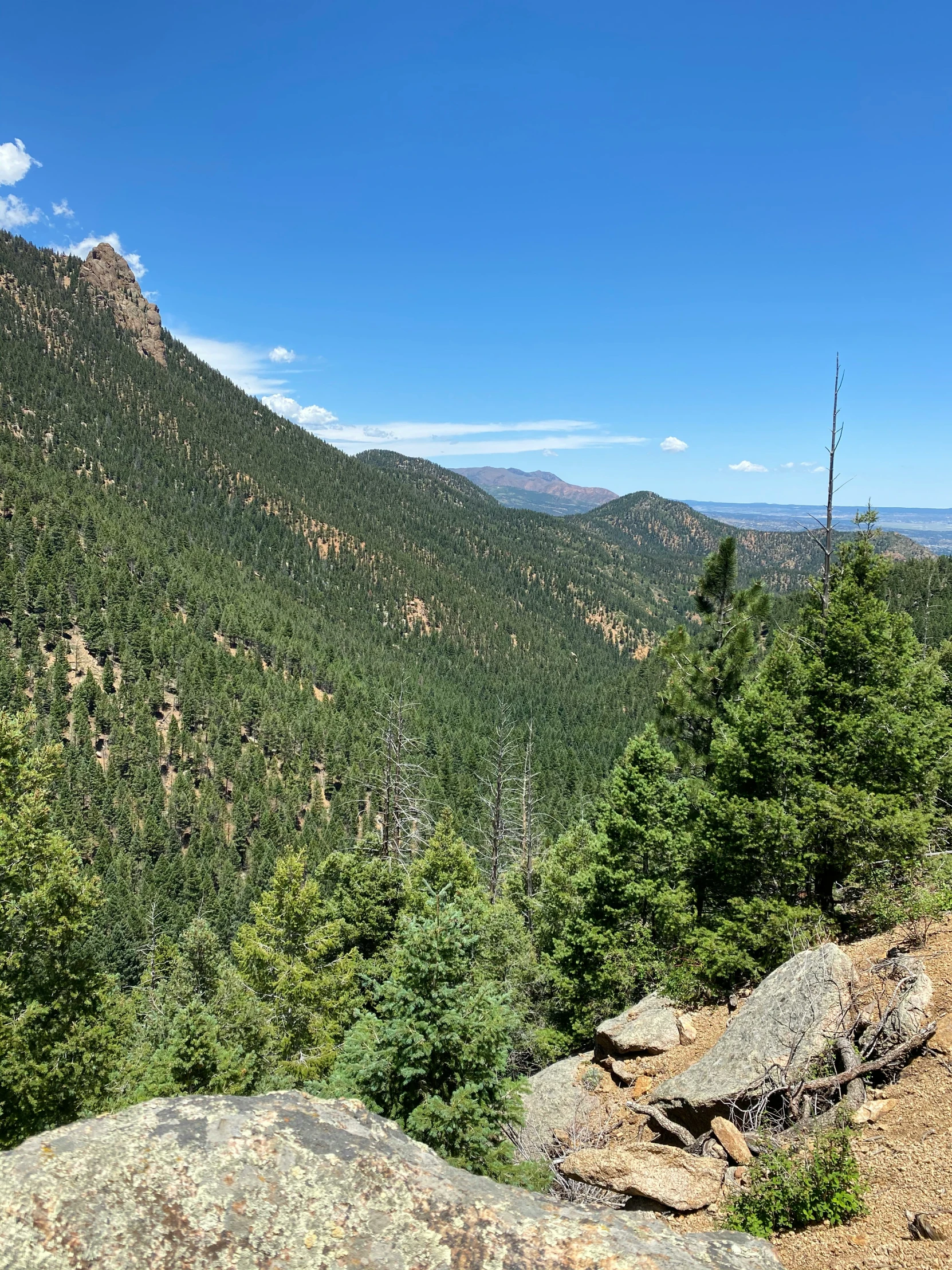 a lush green hillside with trees and rocks on the sides