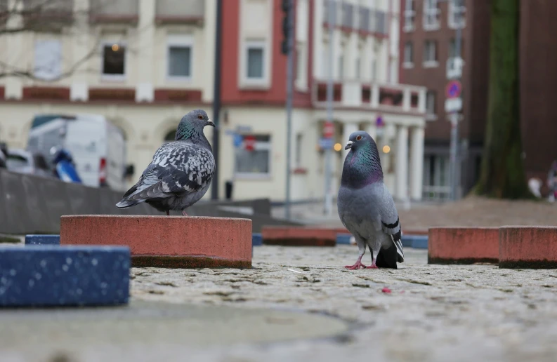 two pigeons are standing on a block of cement