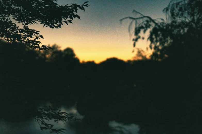 trees are in silhouette, as the sun sets