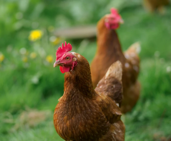 two chickens on grass near one another