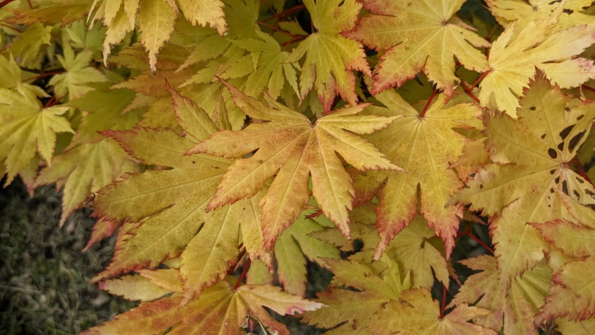 the leaves on a tree in autumn in the forest