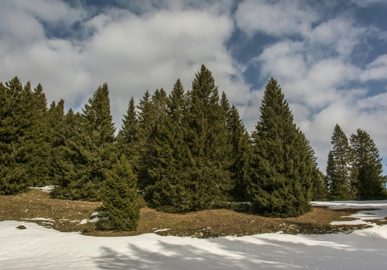 group of trees on top of hill covered in snow