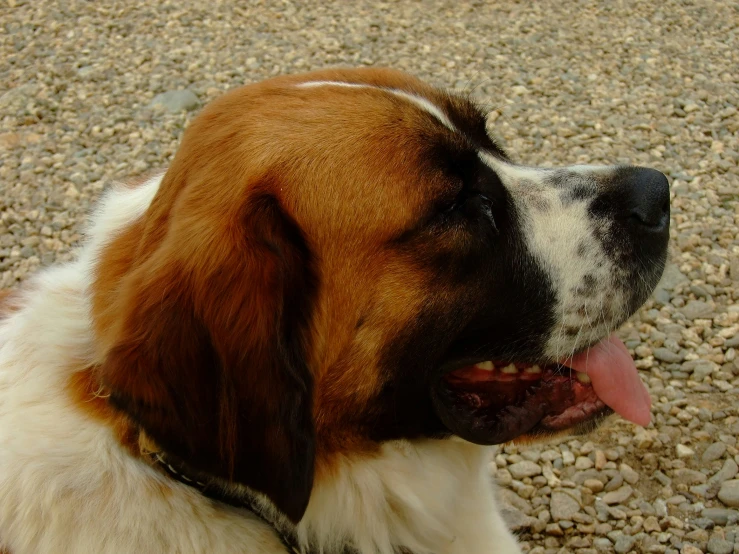 a dog with its tongue hanging out in the sand