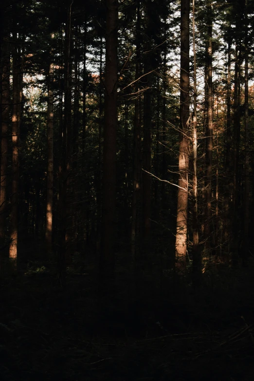 a lone bird flying over trees and a forest floor