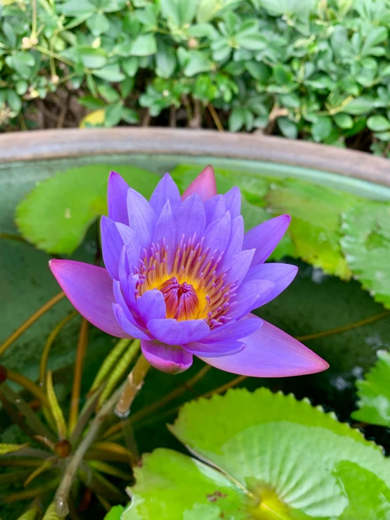 purple flower in an old ceramic bowl and water lilies