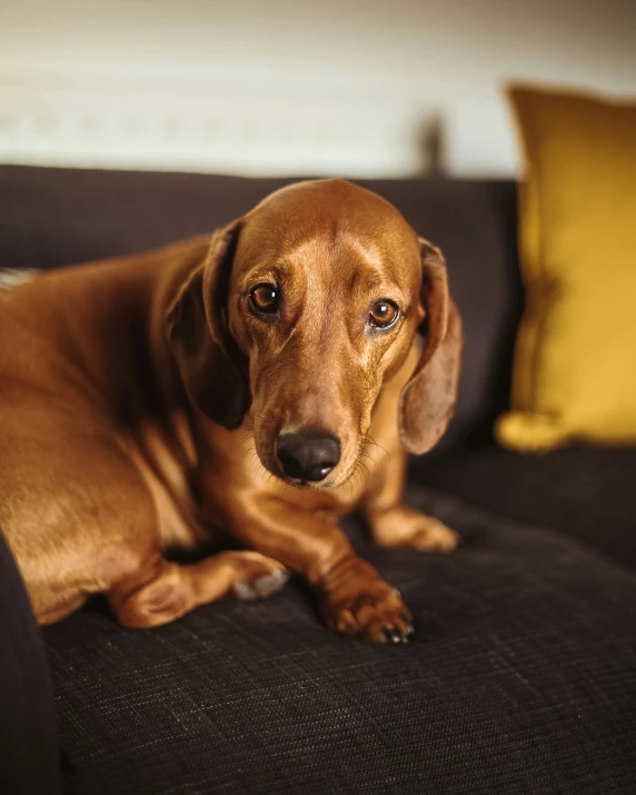 a dog lying on a couch with its head on the pillow