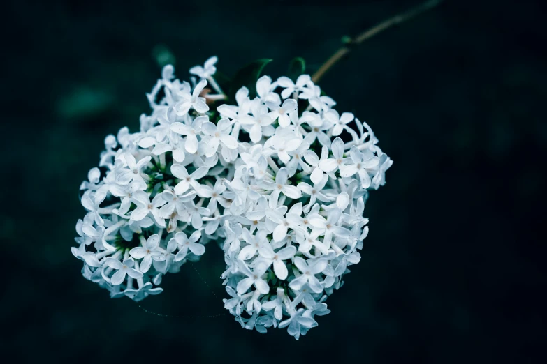 two bunches of white flowers hanging from a tree