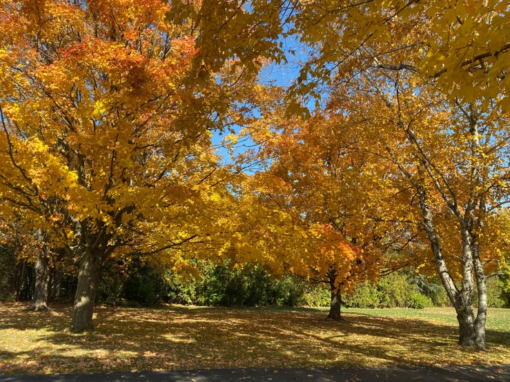 there are yellow trees in this field