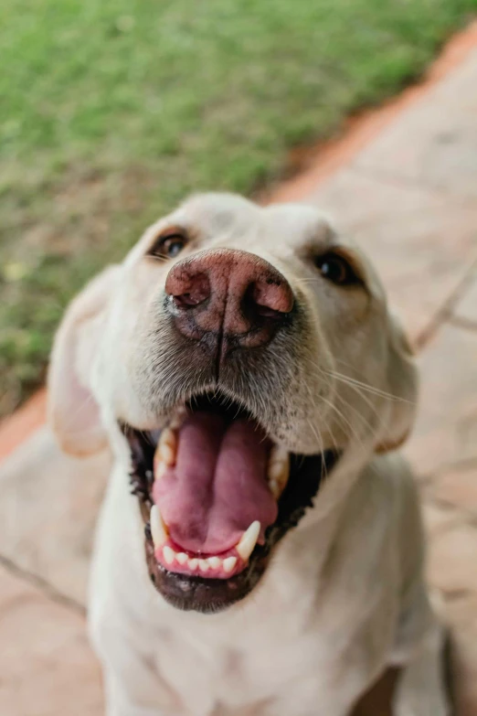 a dog sitting in front of a person outside