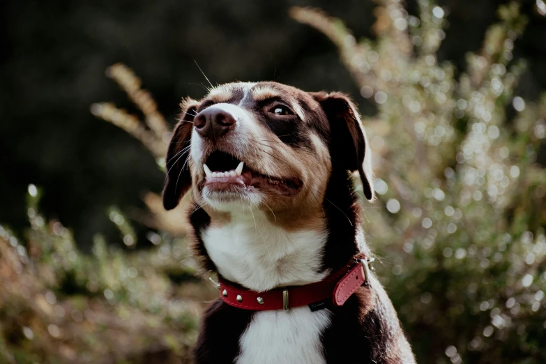 a close up image of a dog wearing a red collar