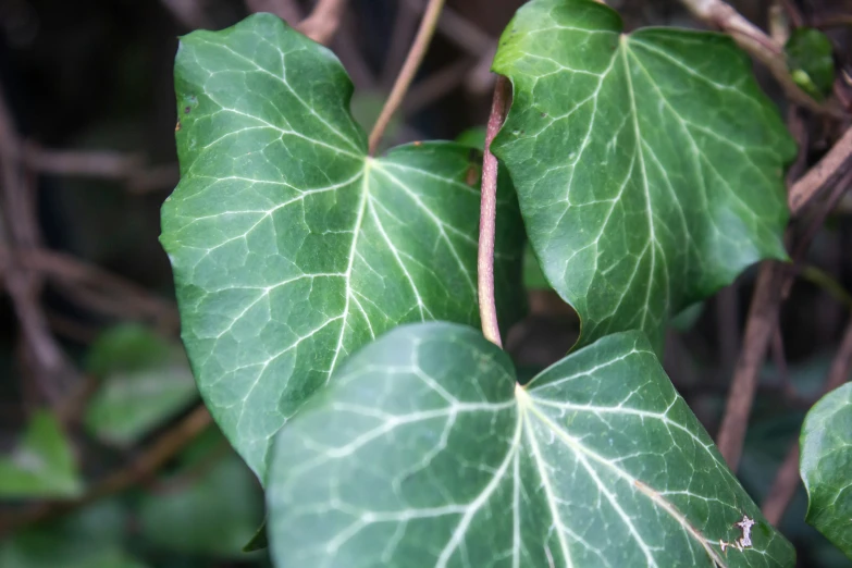 a close up image of leaves on the plant
