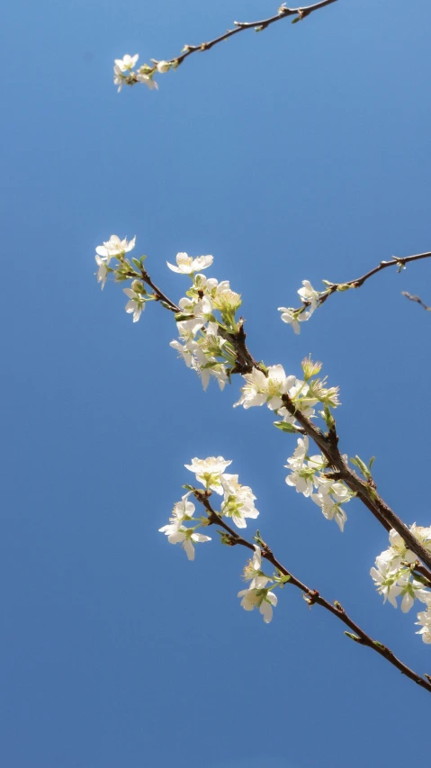 nches with white flowers against blue sky