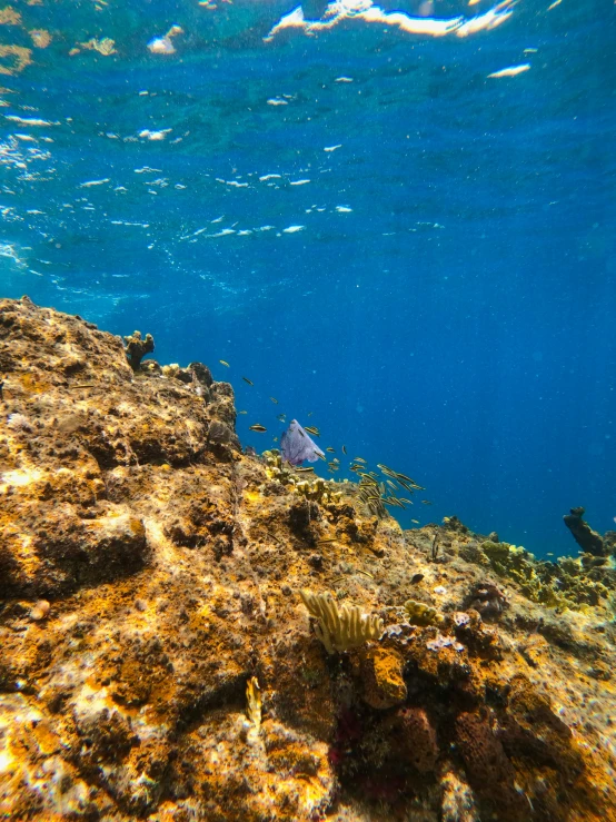 a close - up of a underwater scene with a few sea life