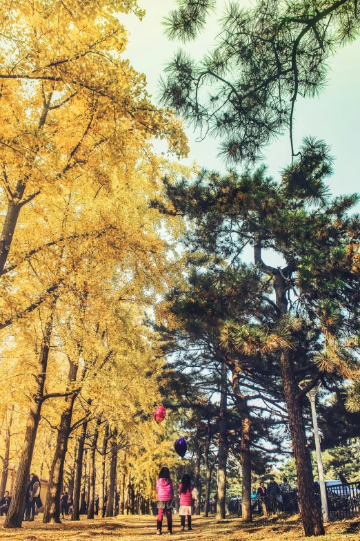 a group of people walking through the woods